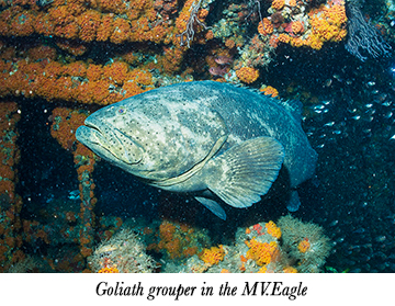 Goliath grouper in the MV.Eagle