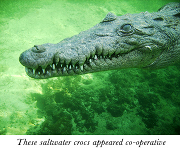 These saltwater crocs appeared co-operative