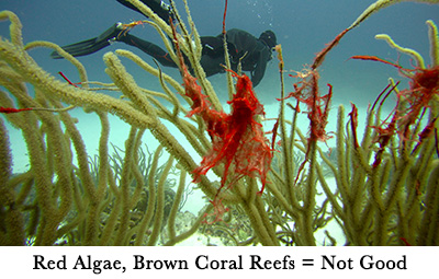 Red Algae, Brown Coral Reefs