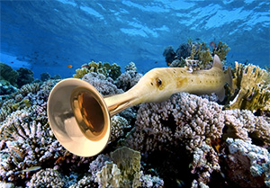 Dray Van Beeck Trumpetfish