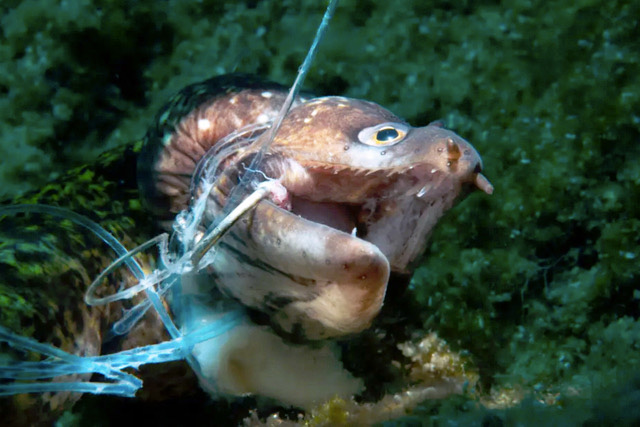 Award Winning Eel Shot