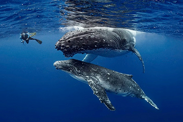Humpback whale - mother and calf