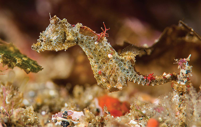 Hippocampus japapigue - Seahorse