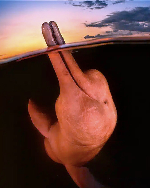 a pink river dolphin breaching the Amazon's surface by Kat Zou