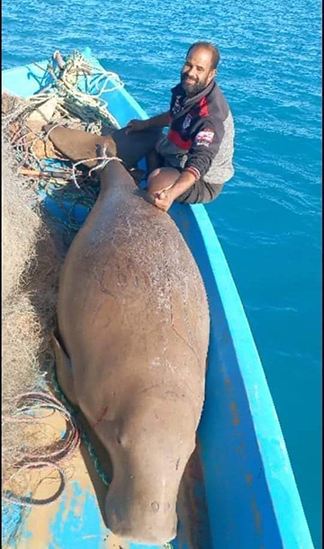 A dugong was caught by a local fisherman