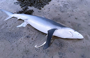 Blue shark died from eating plastic