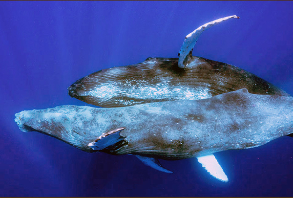 Male humpback whales having sex together
