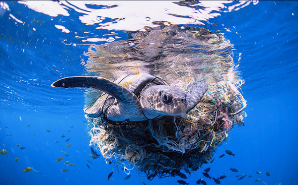 UN World Open Day Photo Competition