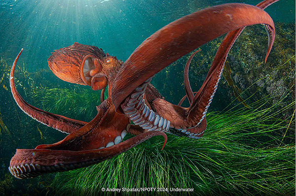 Octopus by Andrey Shpatak