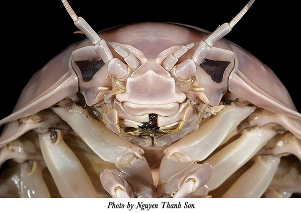 supergiant isopod