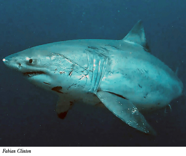 Great white shark seen in Bali's Nusa Penida