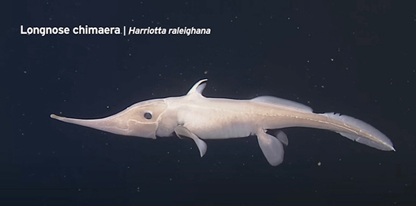 deep-sea creatures and marine life