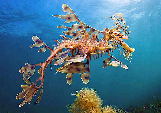 Leafy Seadragon