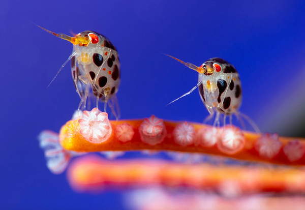 Cyproideidae family rest on a coral - Oceanographic's Photographer of the Year Super-Macro Winner. Photographed by Yury Ivanov