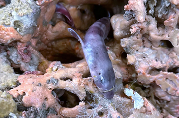 Sponge Bob Hosts Sharks