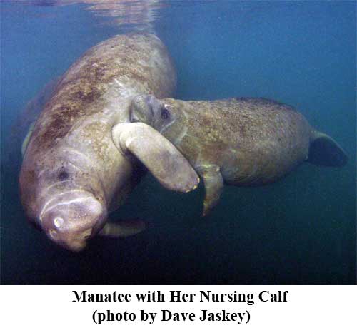 Manatee with Her Nursing Calf