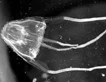 Two Inexpensive Weapons against Jellyfish Stings