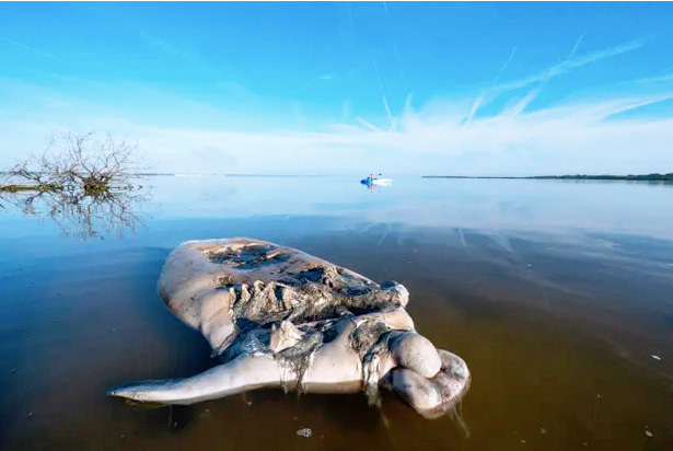 Decaying corpse of a dead manatee - photographed by Jason Gulley