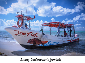 Living Underwater's Jewfish