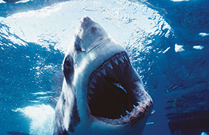 The Maddened Attack shark photograph