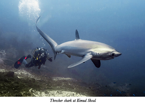 Thresher shark at Kimud Shoal
