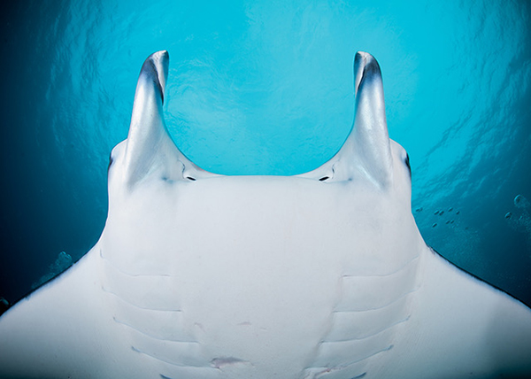 Manta Populations Improve