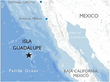 Guadalupe Island - Map