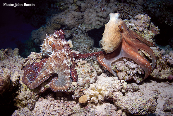 Octopuses
