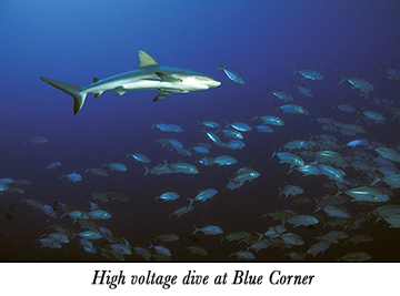High voltage dive at Blue Corner