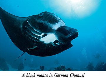 A black manta in German Channel