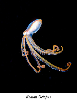Roatan Octopus