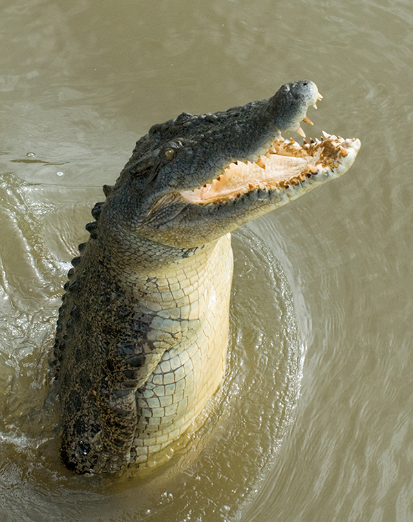 saltwater crocodile