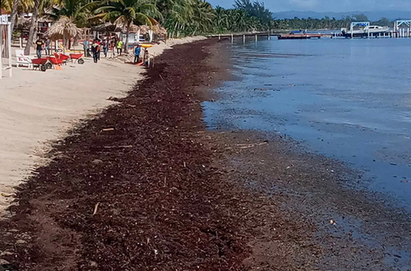 Sargassum Threatens Belize Beaches