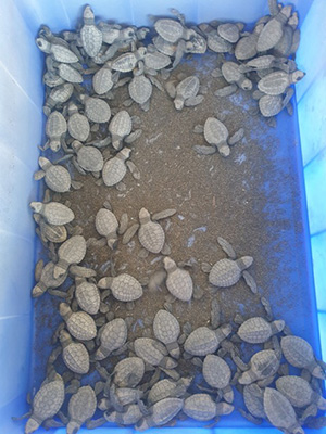 Olive Ridley Turtles Hatchlings
