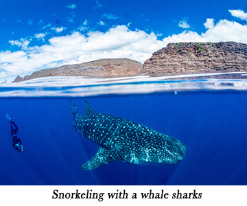 Snorkeling with a whale sharks