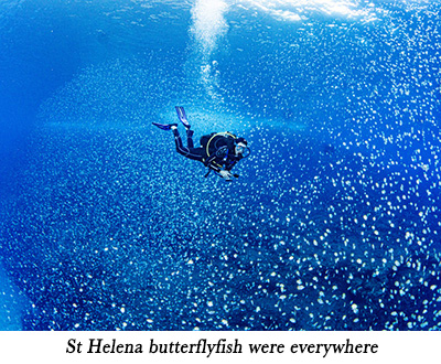 St Helena butterflyfish were everywhere
