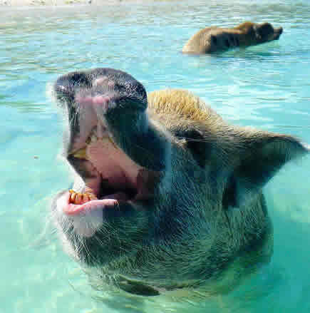Swimming Pigs
