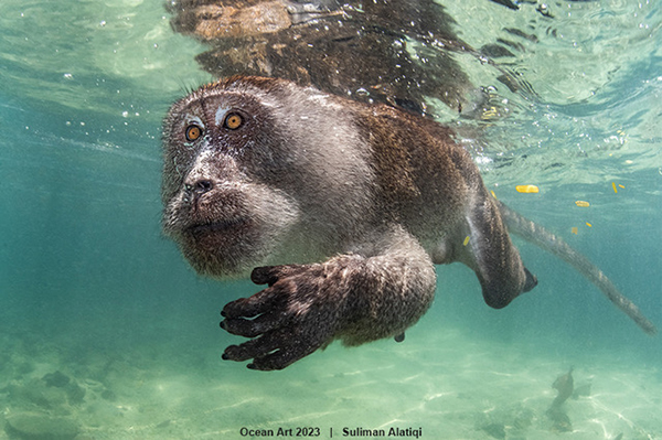Portrait of a crab-eating macaque swimming through the ocean by Suliman Alatiqi