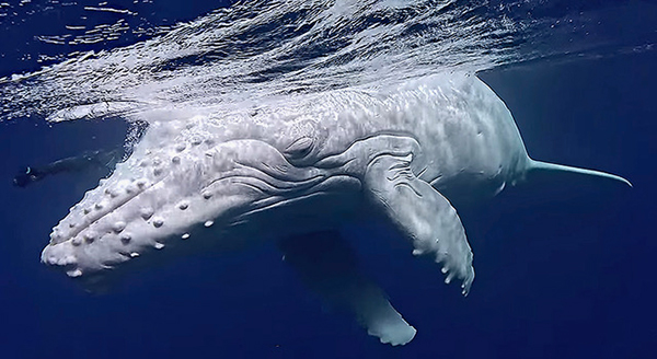 white baby humpback