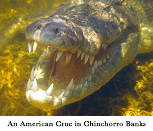 An American Croc in Chinchorro Banks