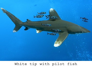 White Tip Shark
